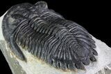 Hollardops Trilobite - Visible Eye Facets #84806-4